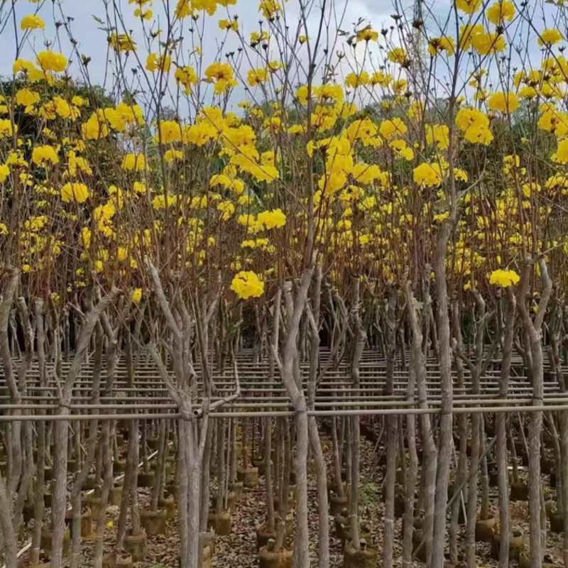 黄花风铃木5分