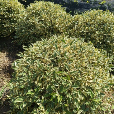 金边胡颓子球冠幅:1.2m、1.5m，基地有量，来订购。