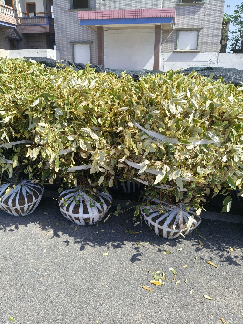 金边胡颓子球冠幅:1.2m、1.5m，基地有量，来订购。