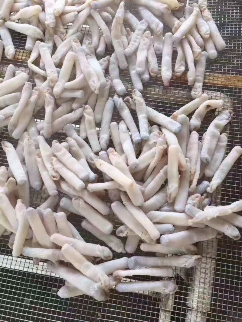 沙虫干