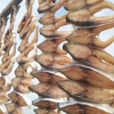 金昌鱼