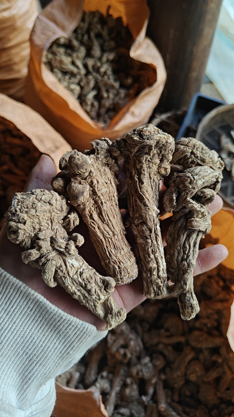 云南高海拔云当归头，质量保证，包过药检