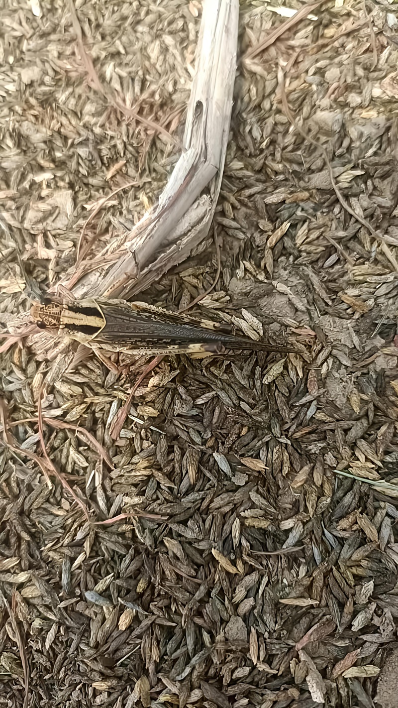 活体蚂蚱