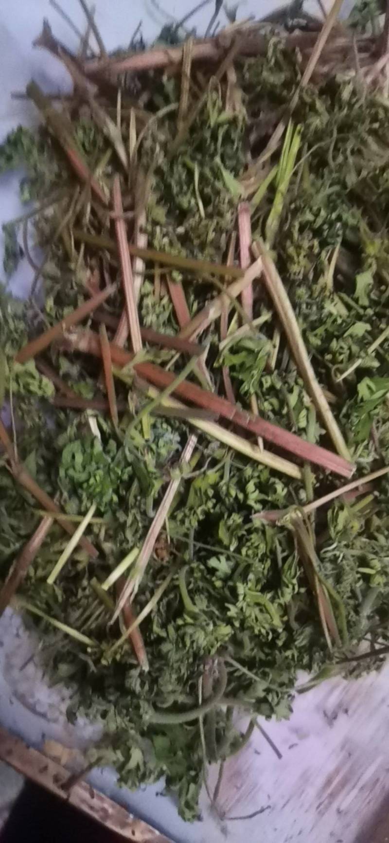 五叶草