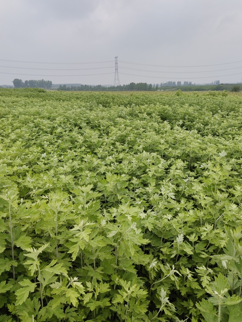 艾草种植基地