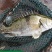 湖北鳜鱼，人工垂钓，质量保证，量大从优