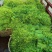 正宗的野生赤苍滕姑娘菜，现摘现发、新鲜嫩芽，！