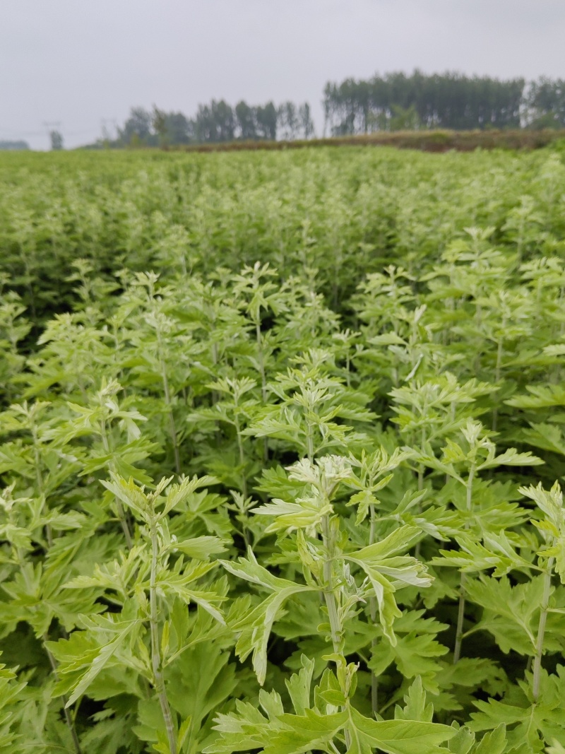 艾草种植基地