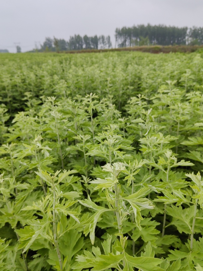艾草种植基地