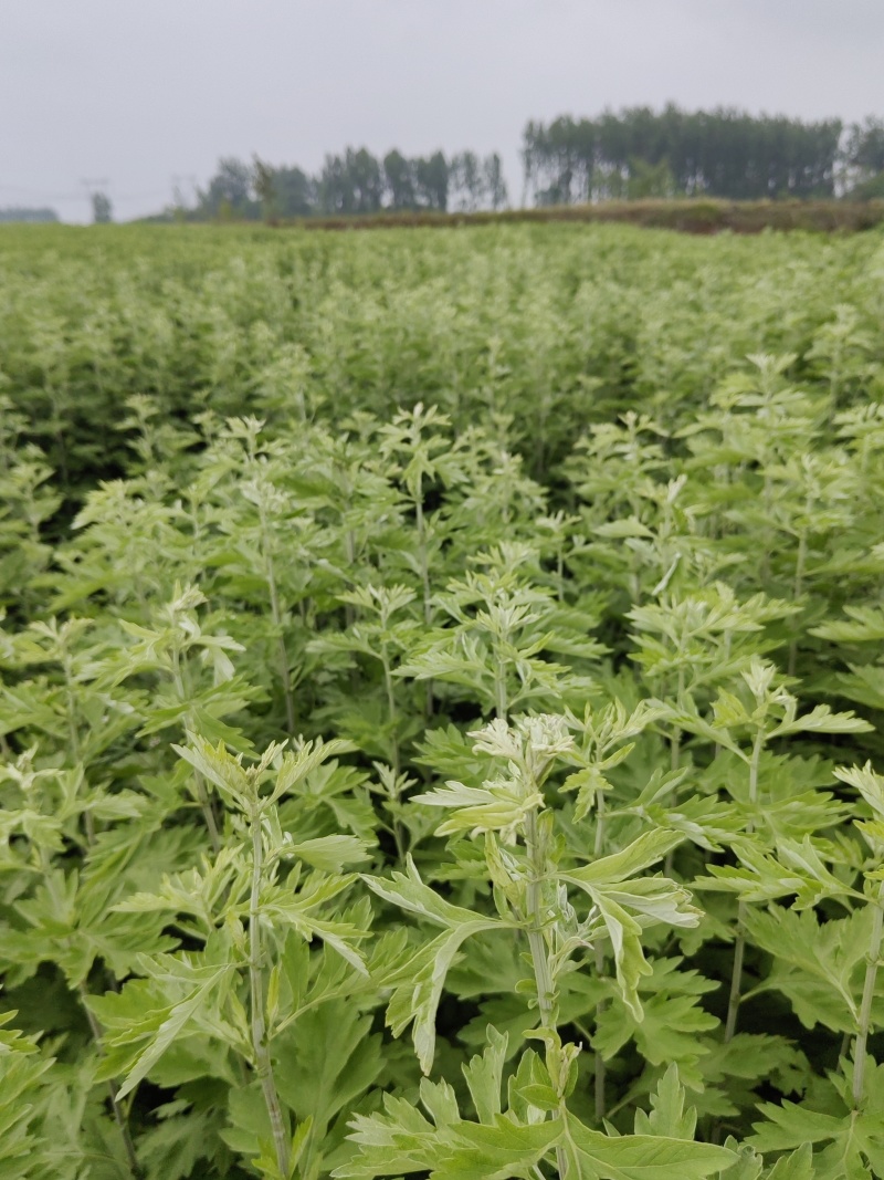 艾草种植基地