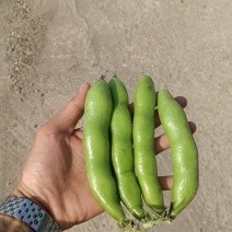 青海大蚕豆，青米子，现采现发