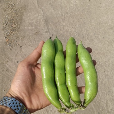 青海大蚕豆，青米子，现采现发