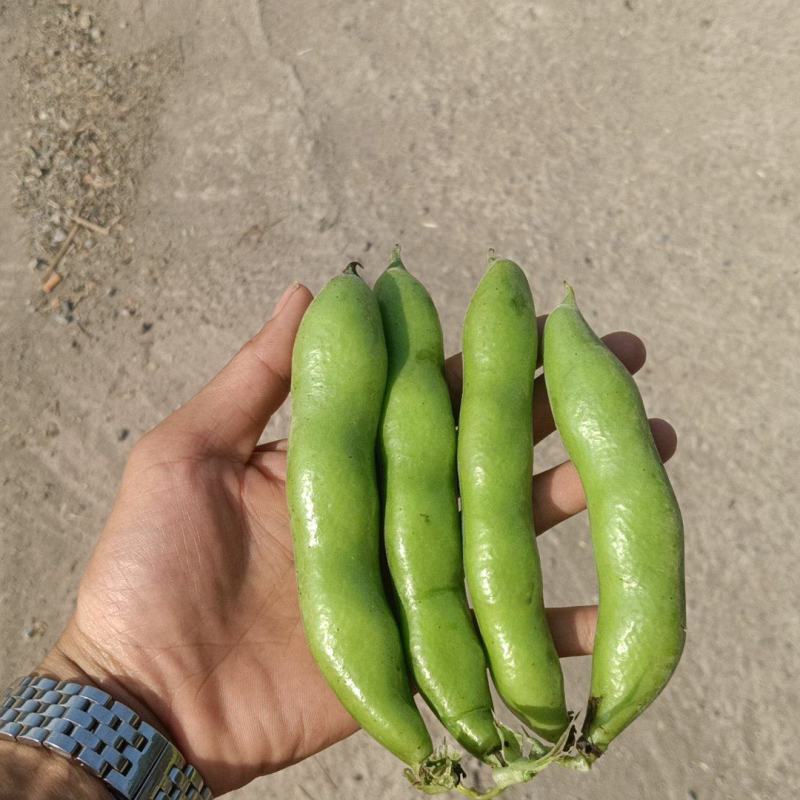 青海大蚕豆，青米子，现采现发