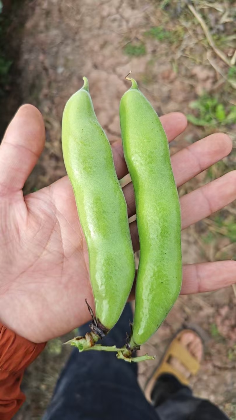 青海大蚕豆，青米子，现采现发
