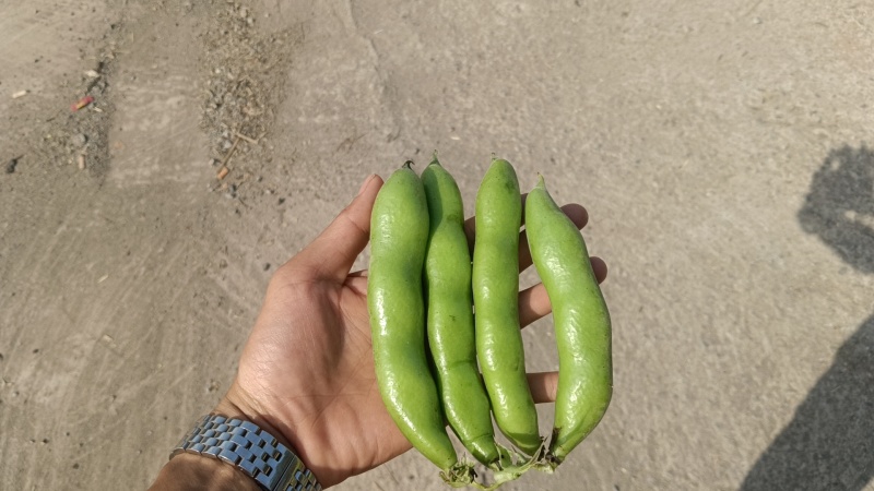 青海大蚕豆，青米子，现采现发