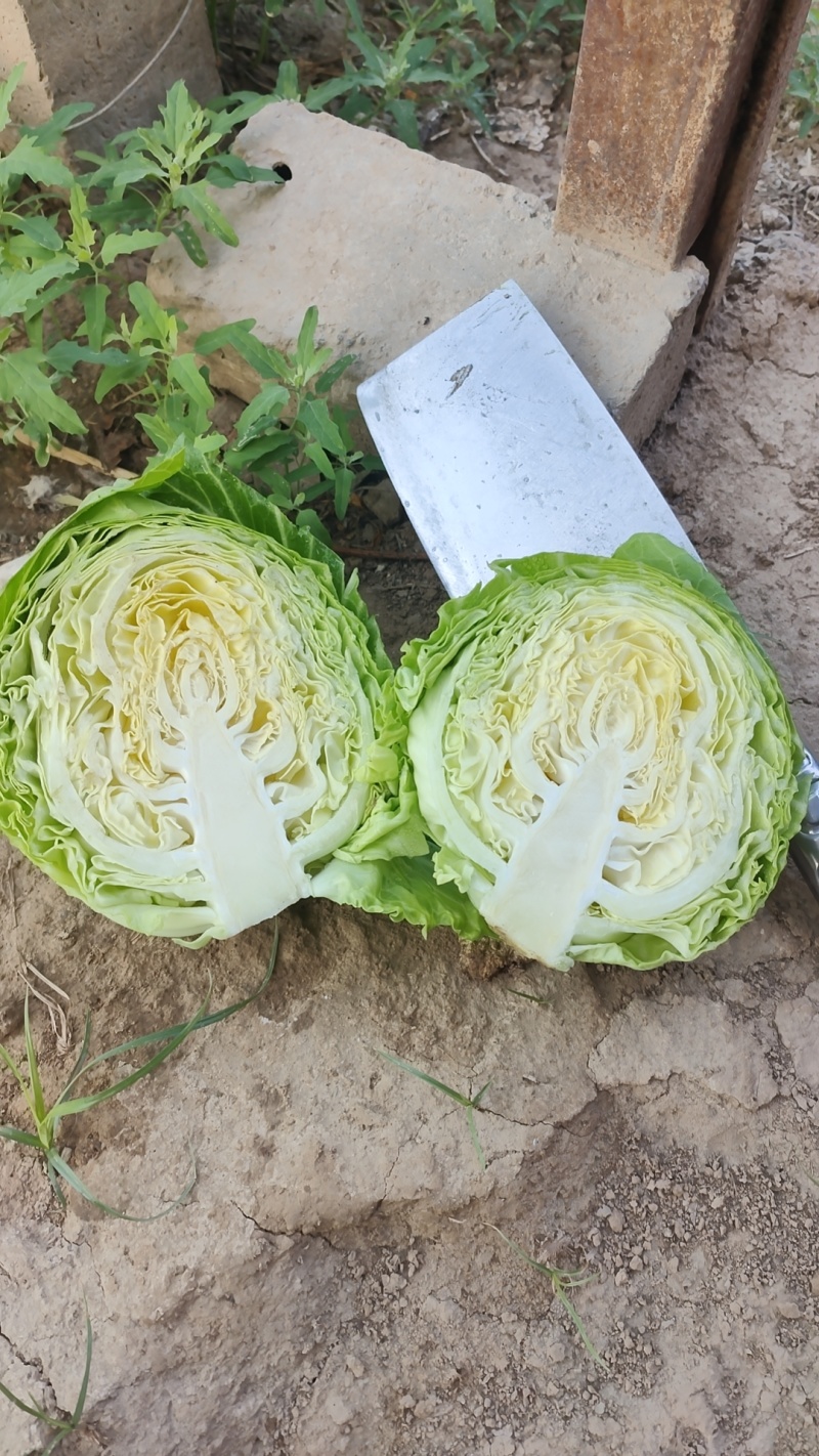 精品圆包菜，奥奇娜甘蓝，，看货论价，质量保证，