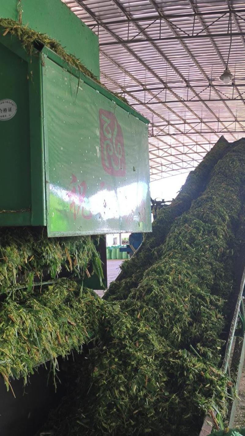 祝融牧草青贮