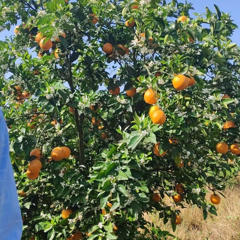 夏橙电商果、市场果大量有货