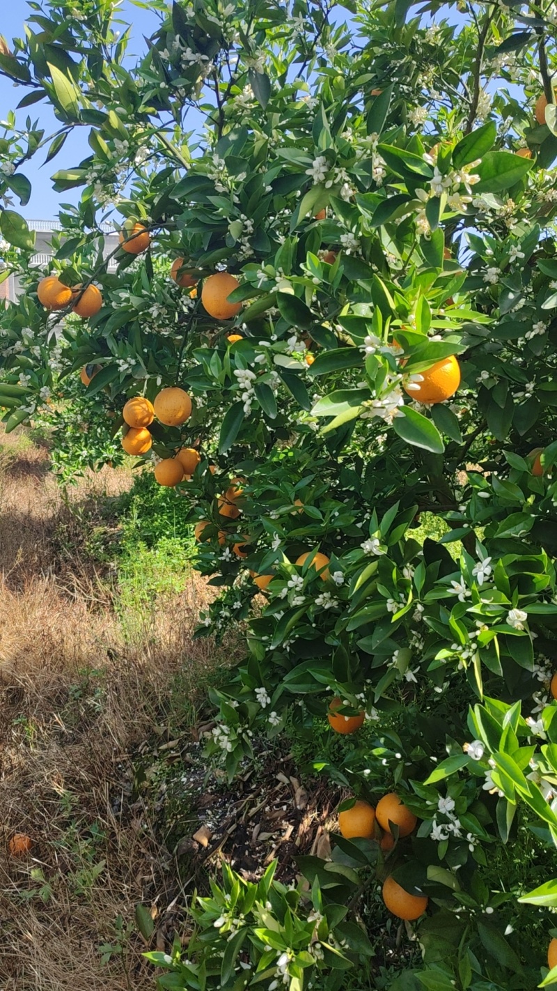 夏橙电商果、市场果大量有货