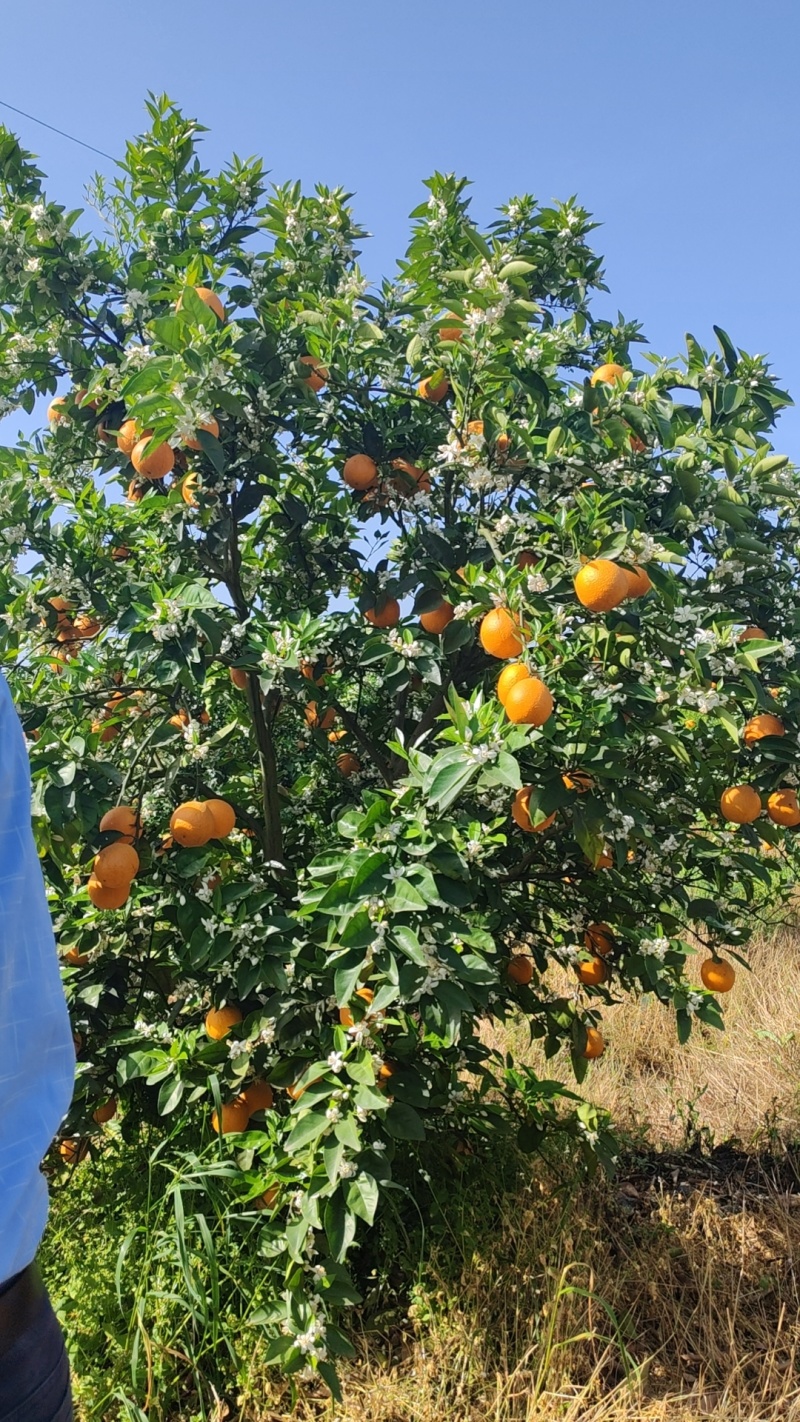 夏橙电商果、市场果大量有货