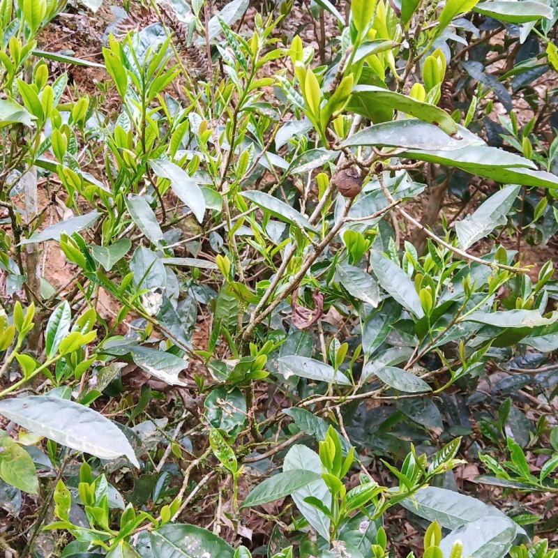 野生红茶