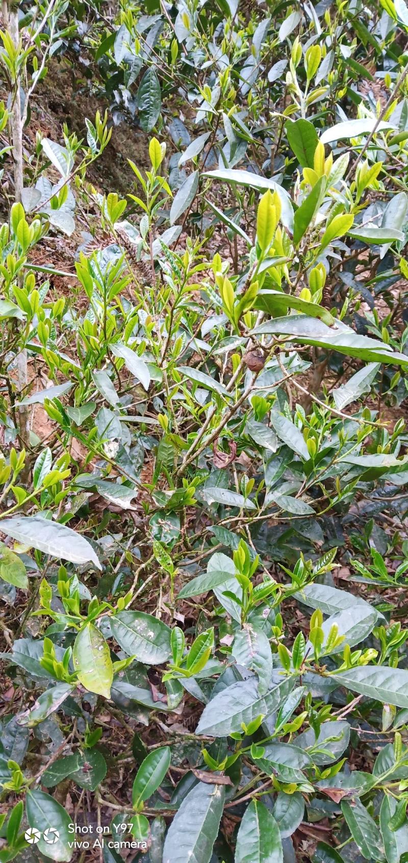 野生红茶