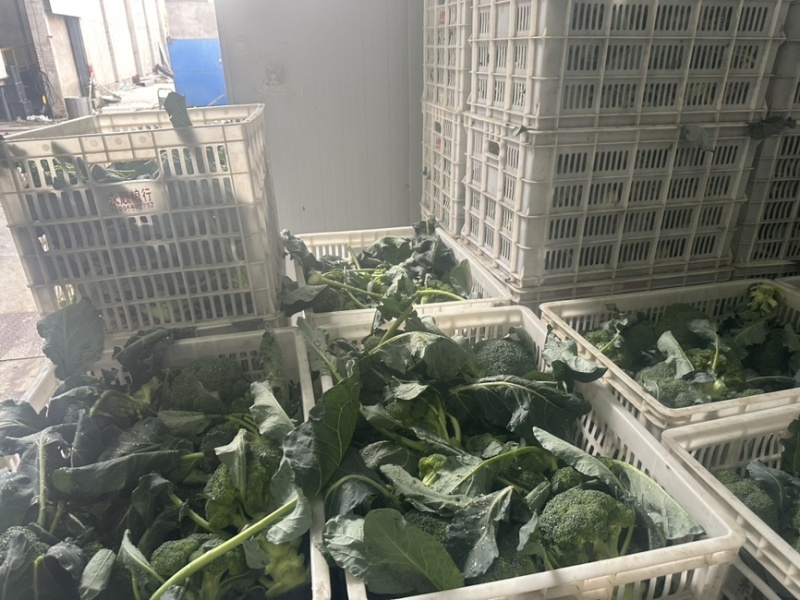 精品西兰花