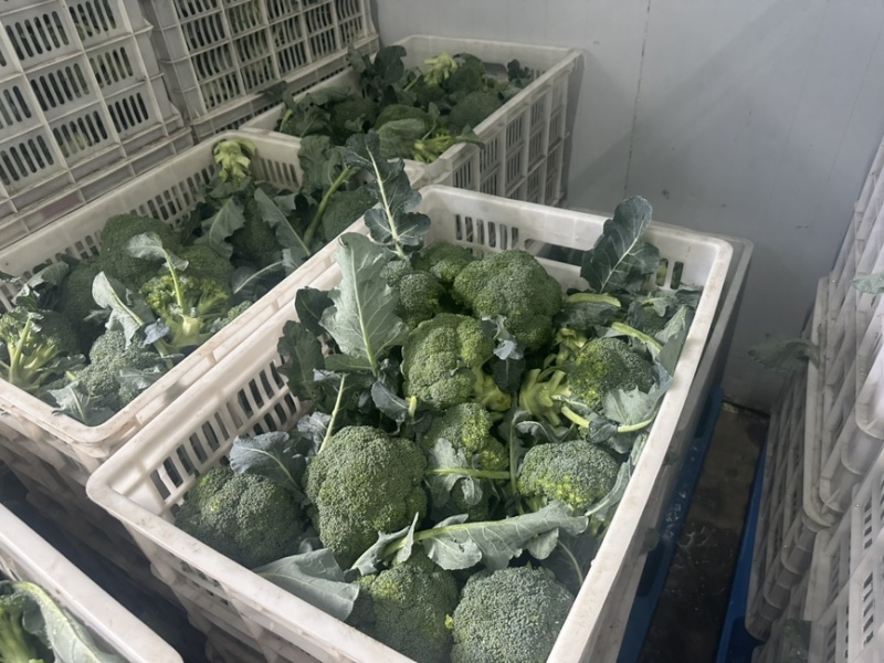 精品西兰花