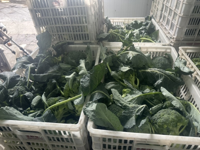 精品西兰花