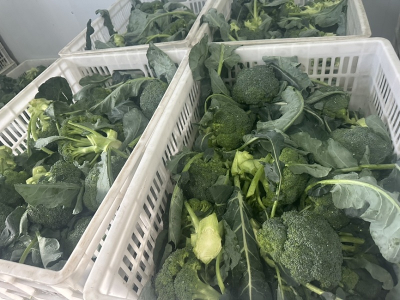 精品西兰花