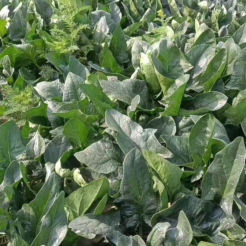 现有300亩地菠菜，精品货加工厂批发零售