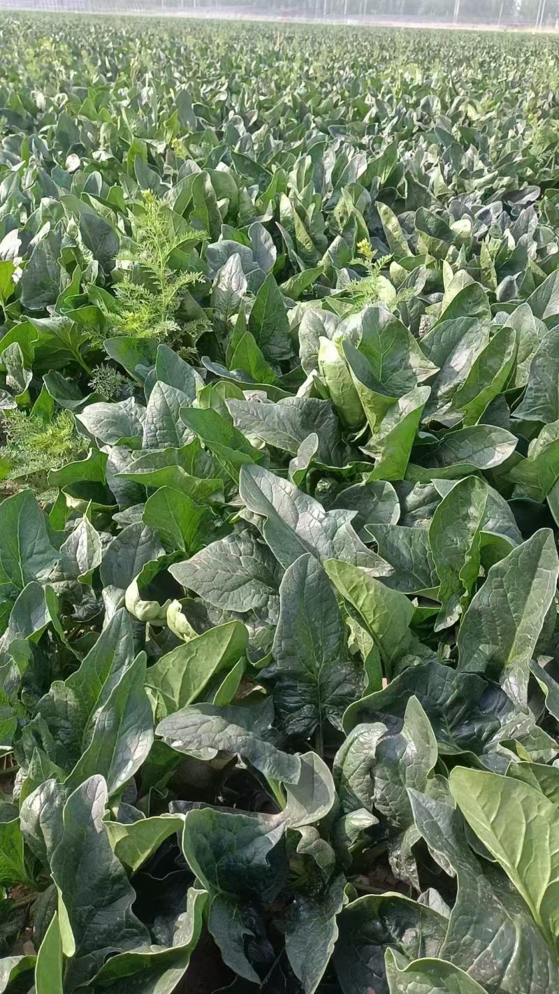 现有300亩地菠菜，精品货加工厂批发零售