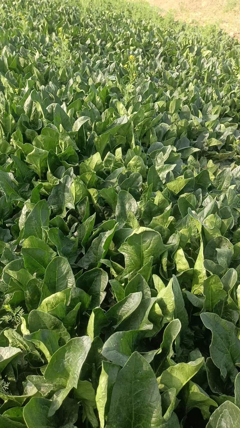 现有300亩地菠菜，精品货加工厂批发零售