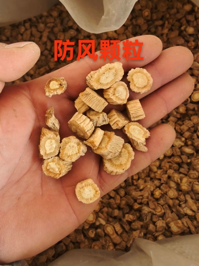 防风颗粒，大小规格齐全，产地直发，规格1.0以上，甘肃货