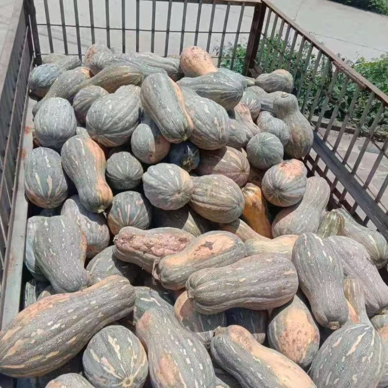密本南瓜，基地，量大货好！直接联系！！！！
