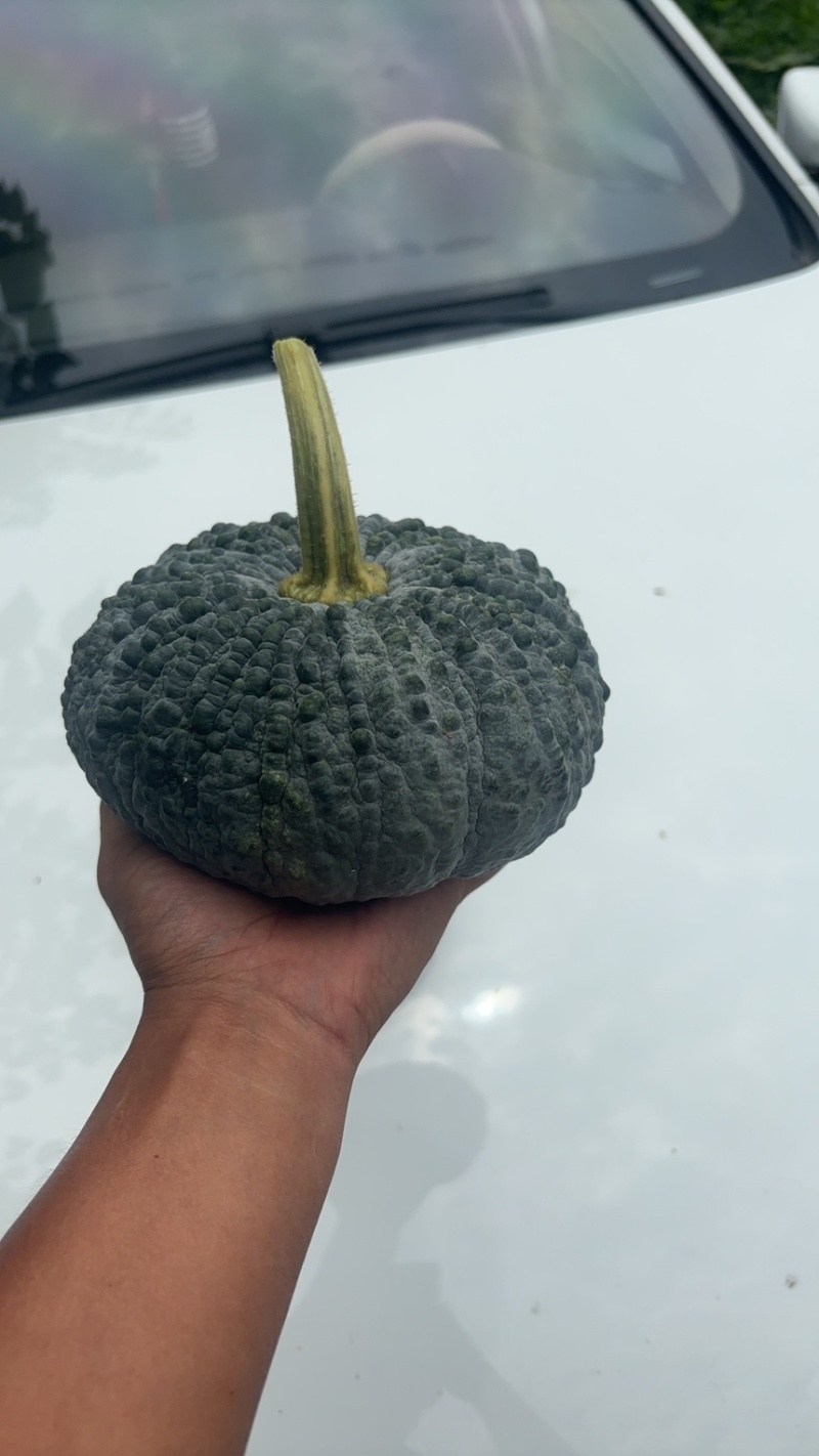 赖子南瓜，赖早丽，面积大，量大！！！！！！！！