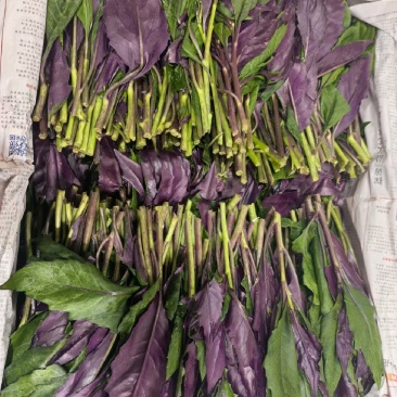 紫背菜