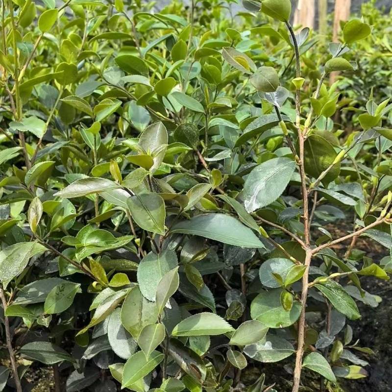 油茶