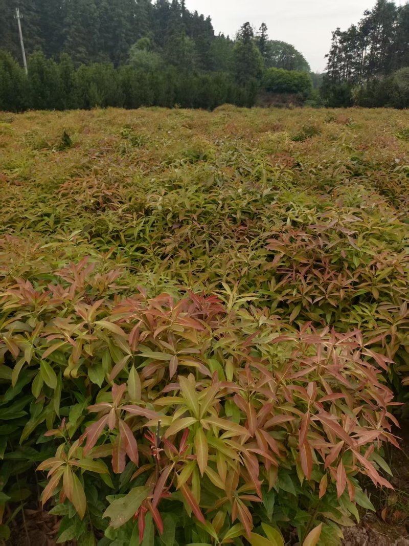 木荷