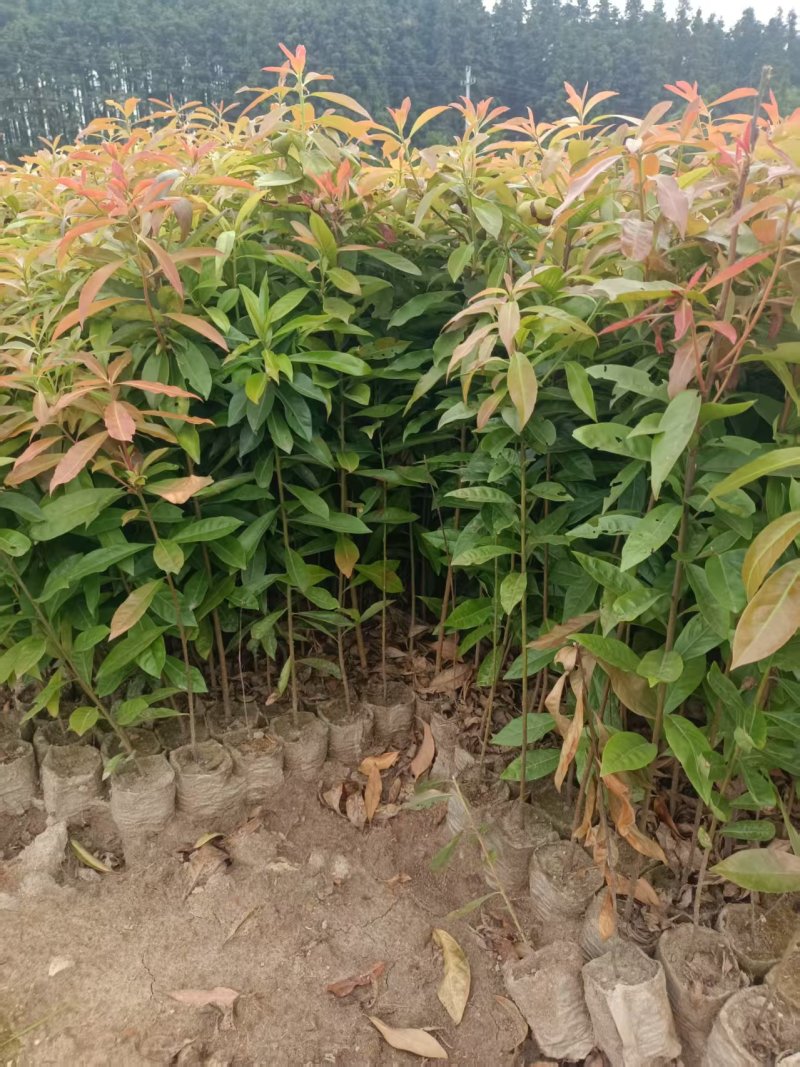 木荷