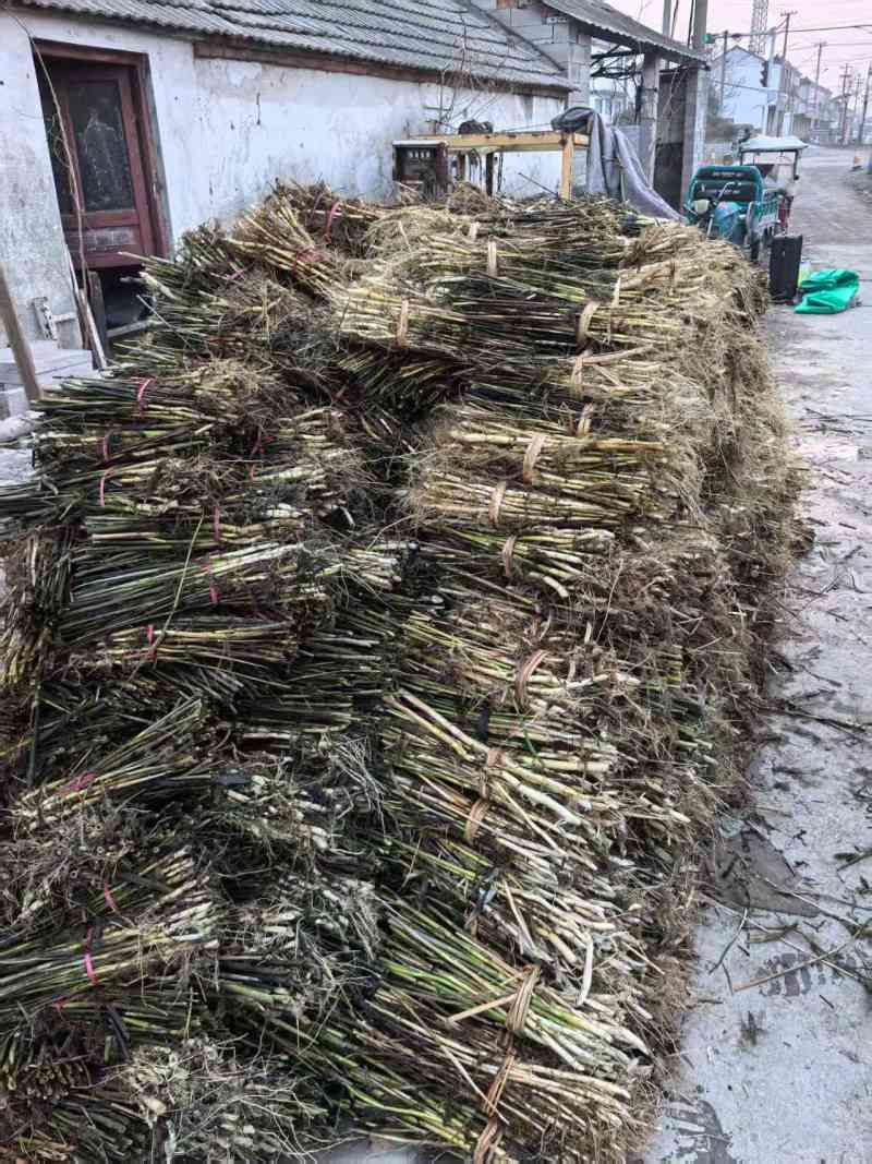 芦苇苗，成活率高长年销售各种水生植物湿地公园河道绿化专用