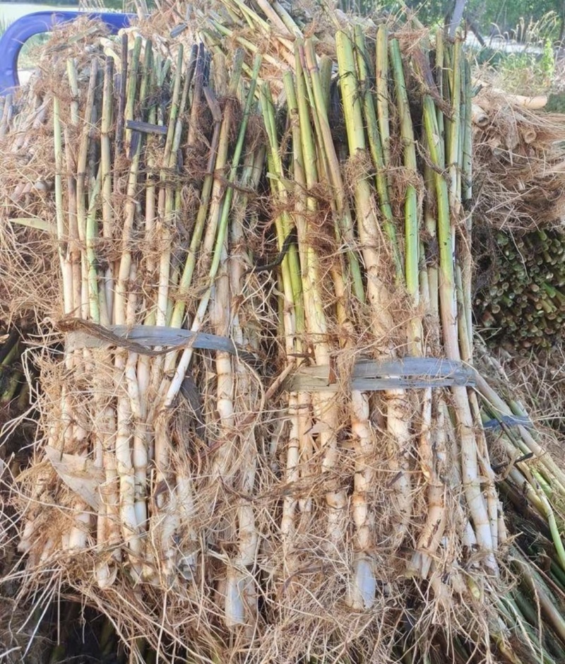 芦苇苗，成活率高长年销售各种水生植物湿地公园河道绿化专用