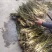 芦苇苗，成活率高长年销售各种水生植物湿地公园河道绿化专用