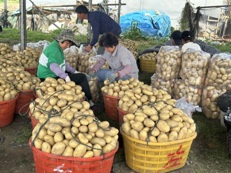 新土豆🥔沃土5号黄皮黄心💛新鲜上市，不空心，谢谢