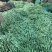【实力商家】云南无筋豆高山四季豆翠绿一件代发抖音快手多多