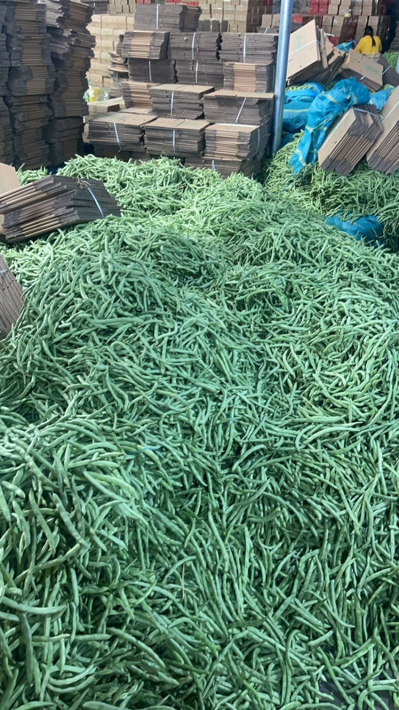 【实力商家】云南无筋豆高山四季豆翠绿一件代发抖音快手多多