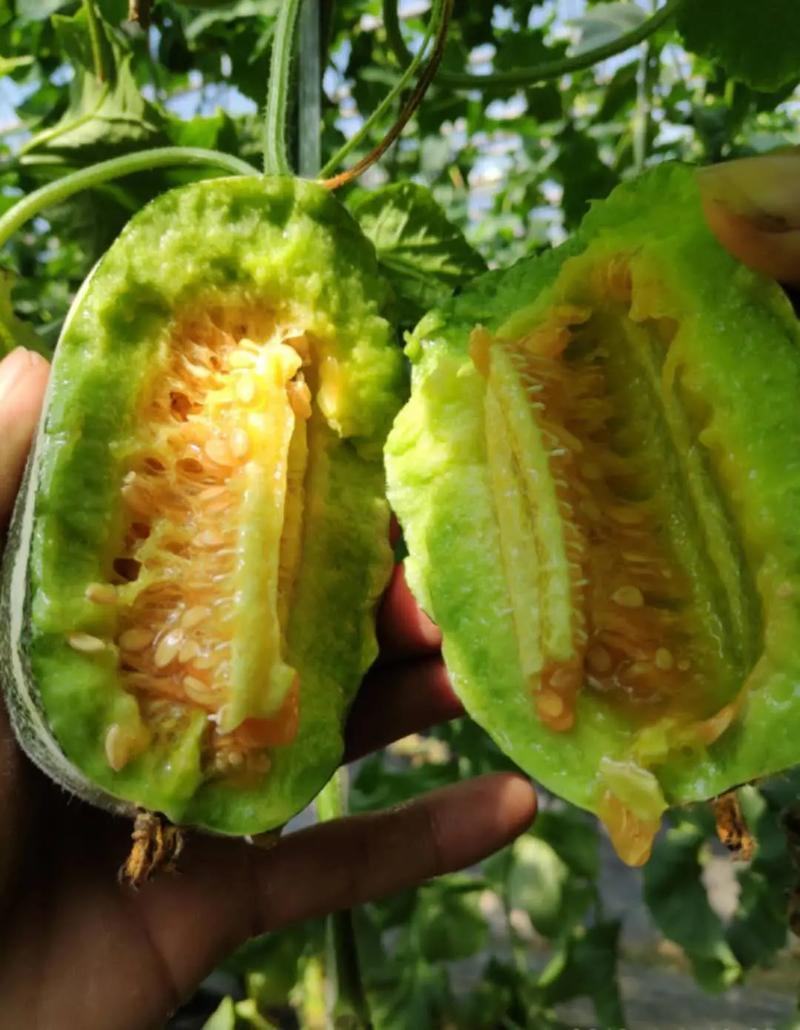 博洋九甜瓜，大荔县冯村镇的博洋甜瓜毛毛果蔬提供