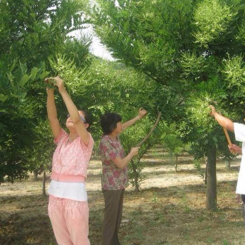 槐米中药材国槐米新货干货正品特级槐花籽子泡水喝可