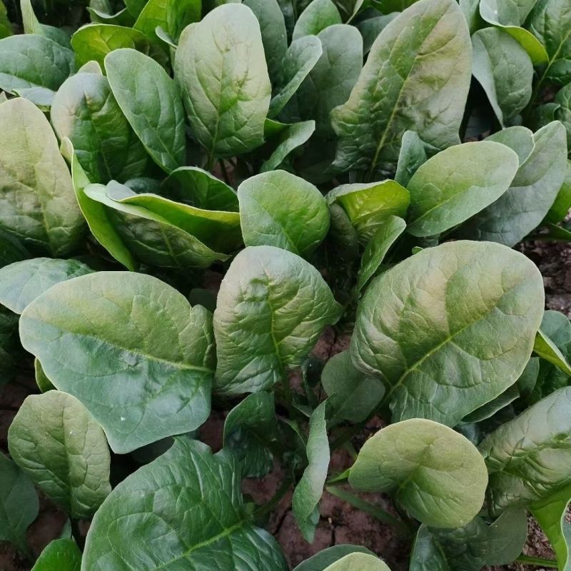 黑盾1号菠菜种子四季红根菠菜种子大叶菠菜种子蔬菜种子