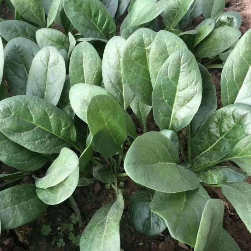 黑盾1号菠菜种子四季红根菠菜种子大叶菠菜种子蔬菜种子
